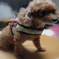  ϳ׽  - small dog simple harness pattern